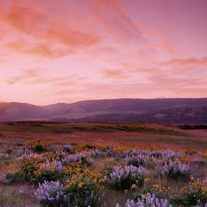 Meet your Posher, Amelia